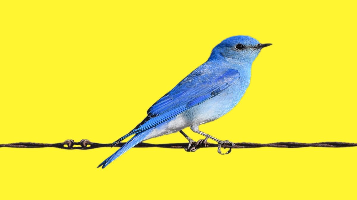 Send bitcoin, get twits